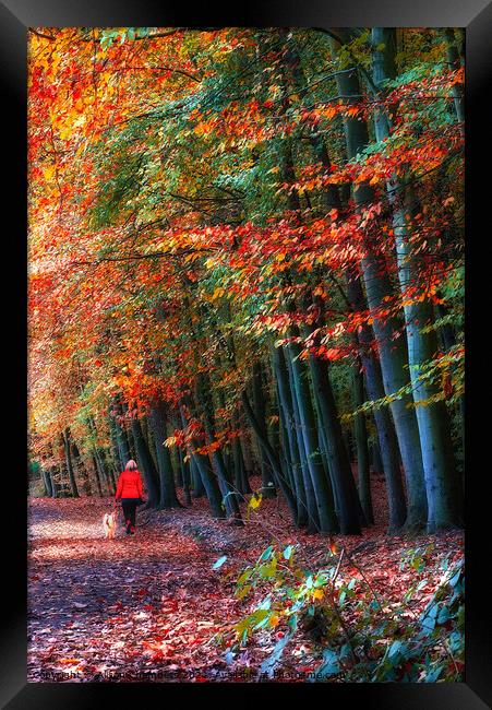 Newmillerdam Autumn Woodland Portrait  Framed Print by Alison Chambers