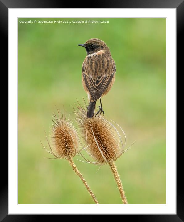 Stonechat (Male) [Saxicola rubicola] Framed Mounted Print by GadgetGaz Photo