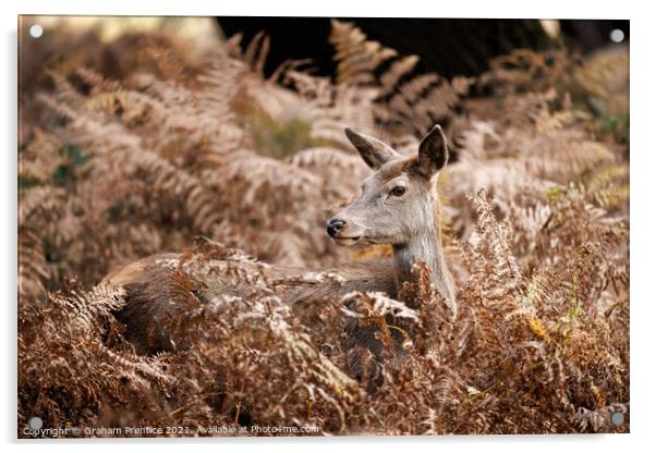 Red Deer Doe Resting in Bracken Acrylic by Graham Prentice