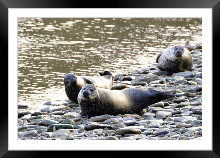 Common Seal Framed Mounted Print by Paul Chambers