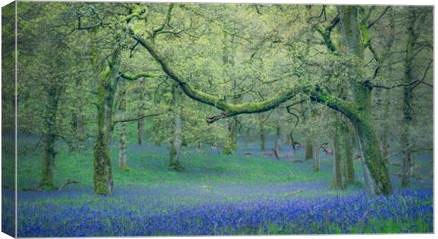 Ancient Bluebells  Canvas Print by Anthony McGeever