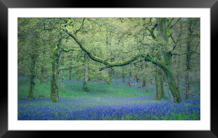 Ancient Bluebells  Framed Mounted Print by Anthony McGeever