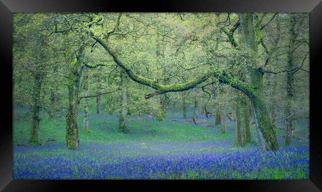 Ancient Bluebells  Framed Print by Anthony McGeever