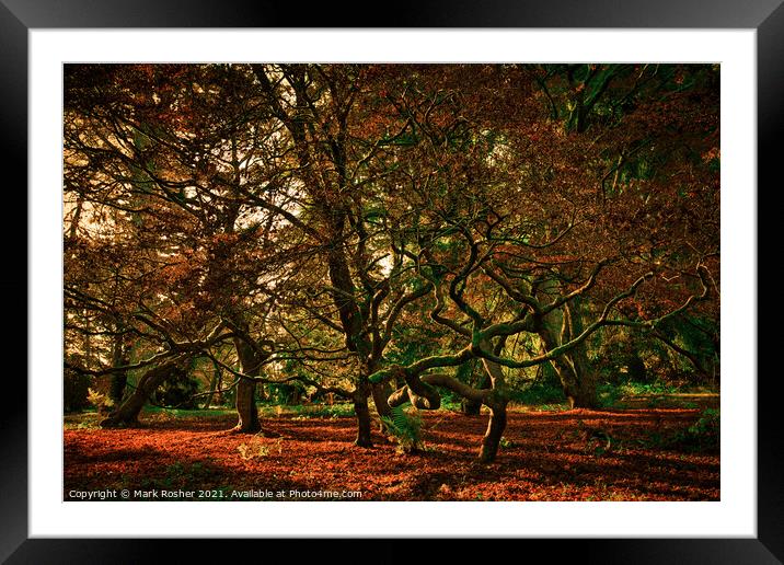 Golden Sunlight on Mossy Trees Framed Mounted Print by Mark Rosher