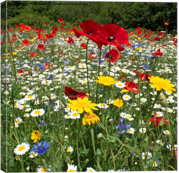Wild flower meadow Canvas Print by Kevin Britland