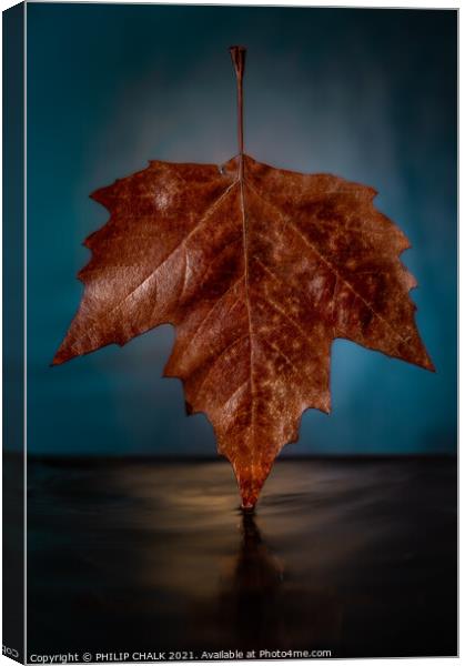 Autumn Sycamore Platanus x hispanic leaf 632 Canvas Print by PHILIP CHALK