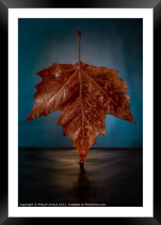 Autumn Sycamore Platanus x hispanic leaf 632 Framed Mounted Print by PHILIP CHALK