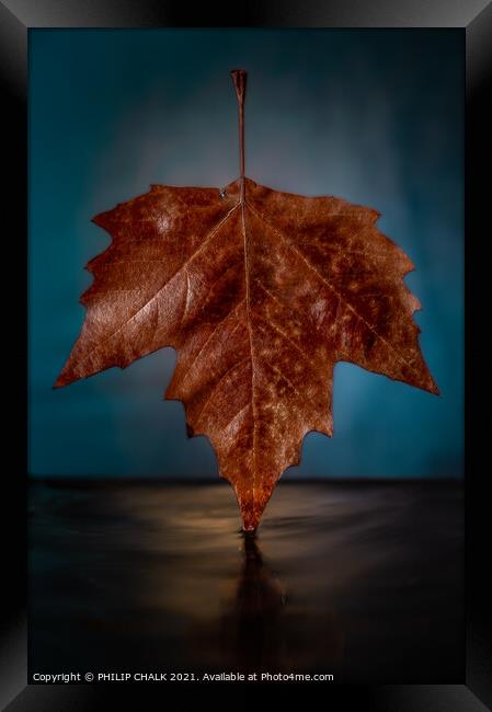 Autumn Sycamore Platanus x hispanic leaf 632 Framed Print by PHILIP CHALK