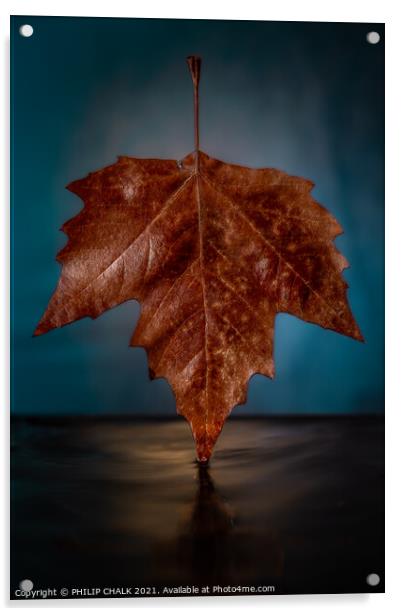 Autumn Sycamore Platanus x hispanic leaf 632 Acrylic by PHILIP CHALK