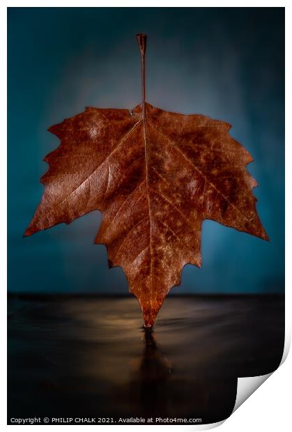 Autumn Sycamore Platanus x hispanic leaf 632 Print by PHILIP CHALK
