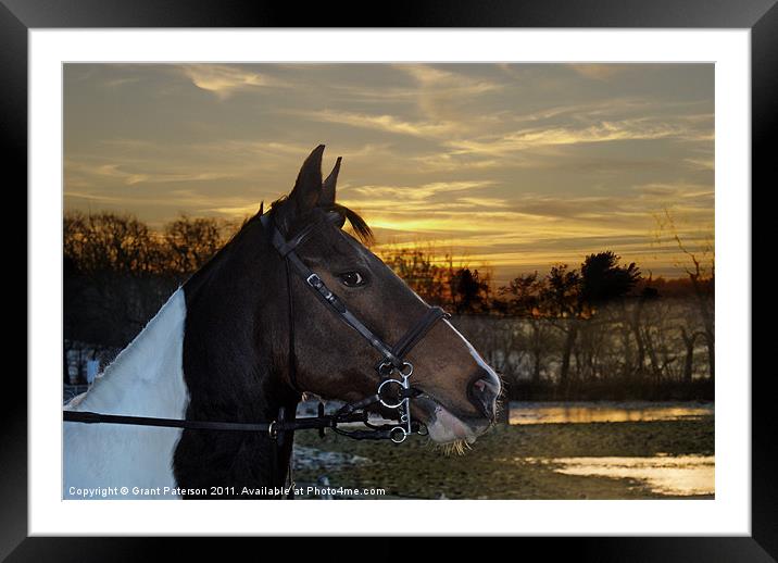 Horse Standing Alert Framed Mounted Print by Grant Paterson