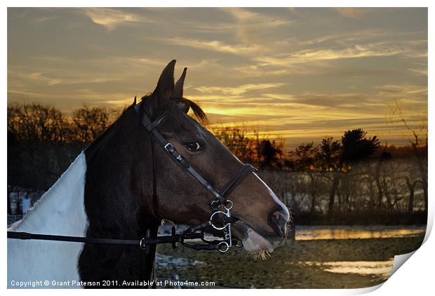 Horse Standing Alert Print by Grant Paterson