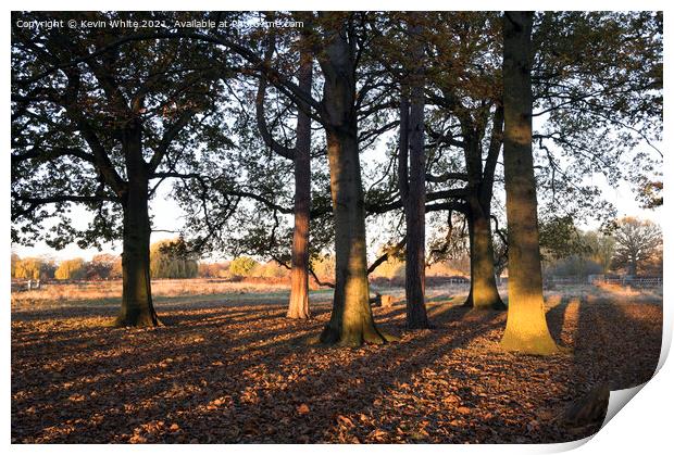 Long shadows of winter sunrise Print by Kevin White