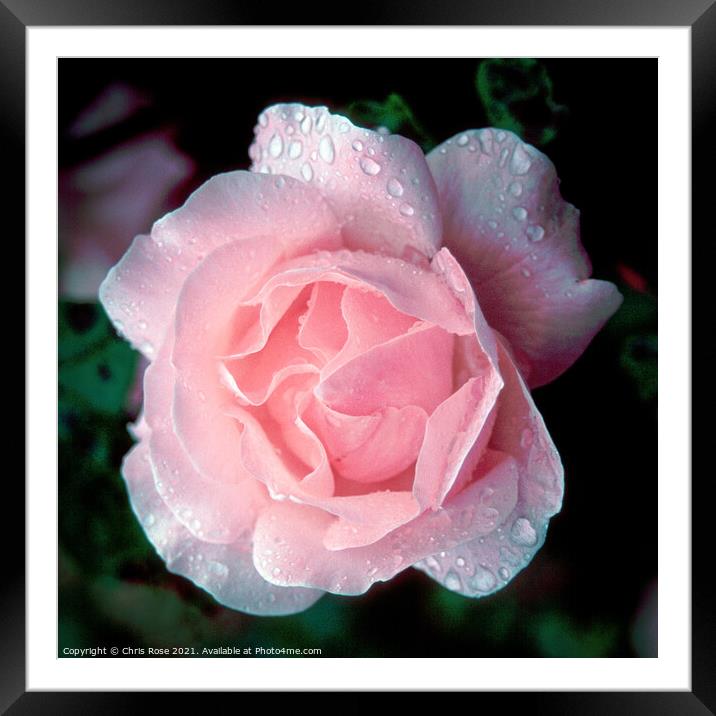 Pink Rose Framed Mounted Print by Chris Rose