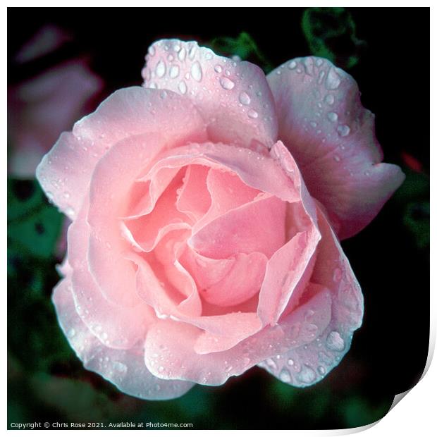 Pink Rose Print by Chris Rose