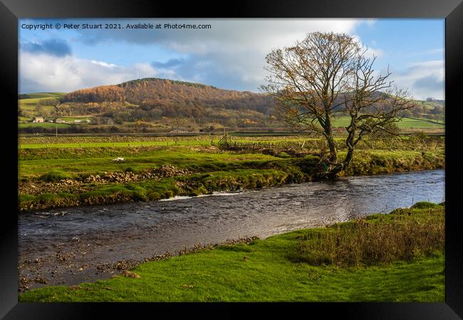 Walking on the Ribble Way betwwen Langcliffe and Rathmell in the Framed Print by Peter Stuart