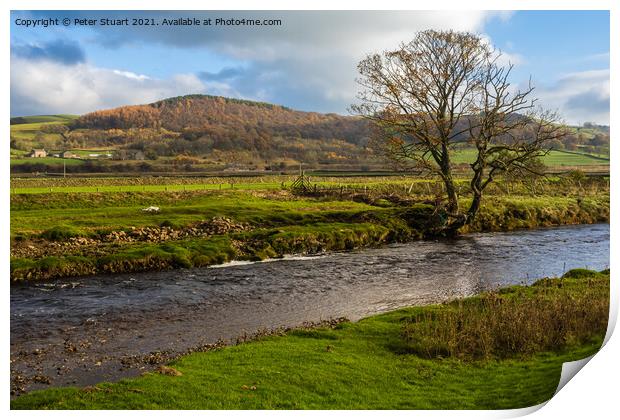 Walking on the Ribble Way betwwen Langcliffe and Rathmell in the Print by Peter Stuart