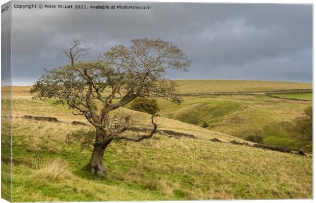 Lone Tree near the New plantation and Langber lane Canvas Print by Peter Stuart