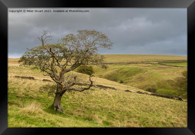 Lone Tree near the New plantation and Langber lane Framed Print by Peter Stuart