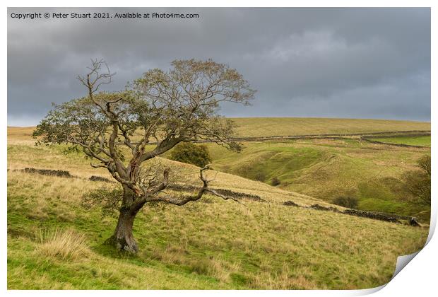 Lone Tree near the New plantation and Langber lane Print by Peter Stuart