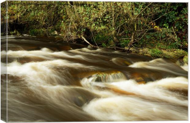 Tiny rapids  Canvas Print by andrew saxton