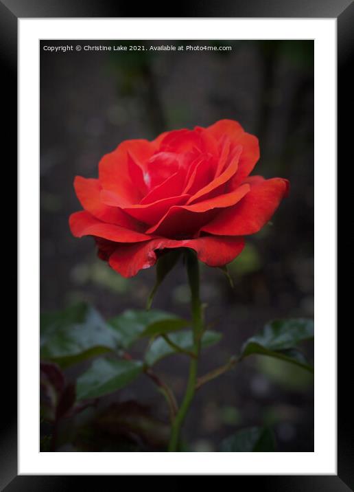 Beauty In Nature Framed Mounted Print by Christine Lake