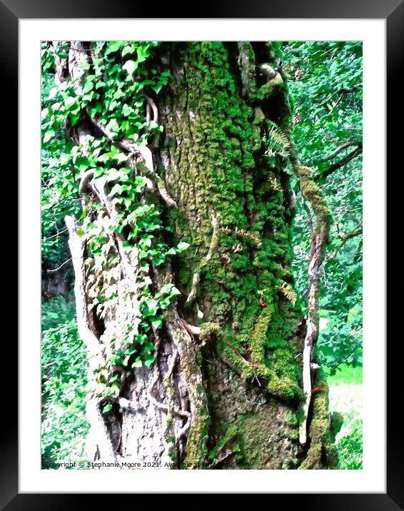 Ivy covered tree Framed Mounted Print by Stephanie Moore