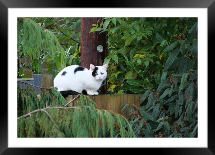 A cat sat on fence  Framed Mounted Print by Roy Hinchliffe