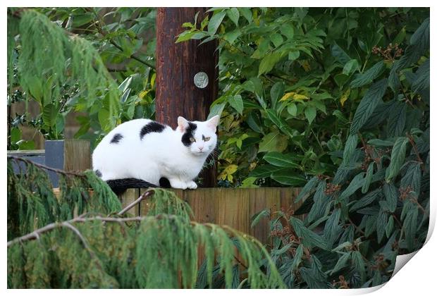 A cat sat on fence  Print by Roy Hinchliffe