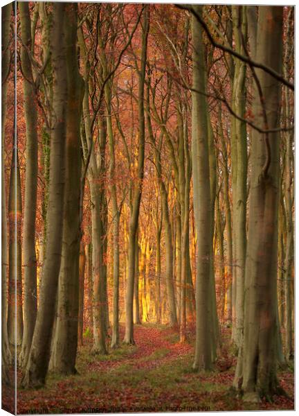 Woodland light Canvas Print by Simon Johnson