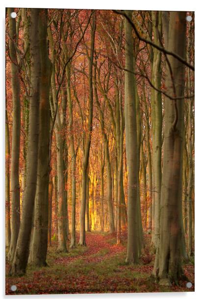 Woodland light Acrylic by Simon Johnson