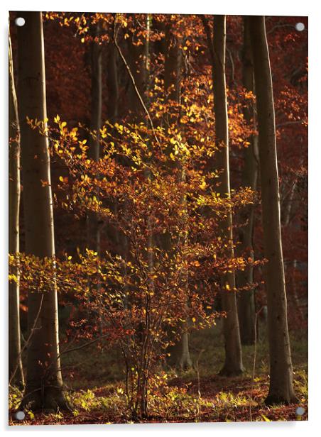 sunlit woodland  Acrylic by Simon Johnson