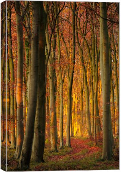 Dawn woodland Canvas Print by Simon Johnson