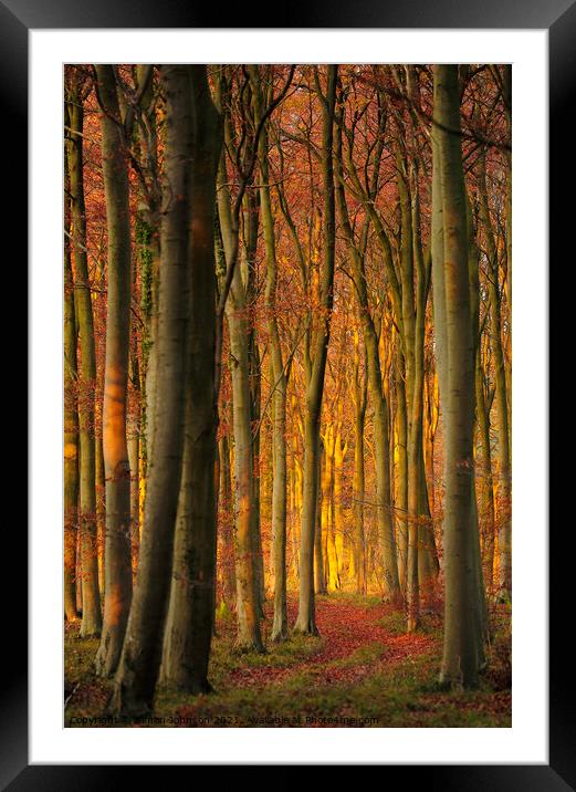 Dawn woodland Framed Mounted Print by Simon Johnson