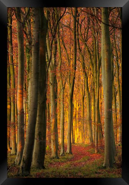 Dawn woodland Framed Print by Simon Johnson