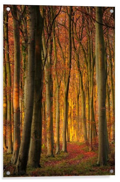 Dawn woodland Acrylic by Simon Johnson