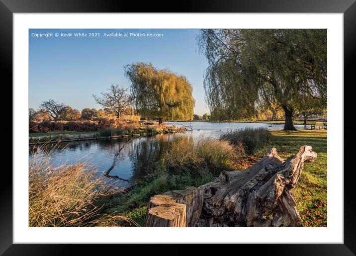 Rugged log by pond Framed Mounted Print by Kevin White