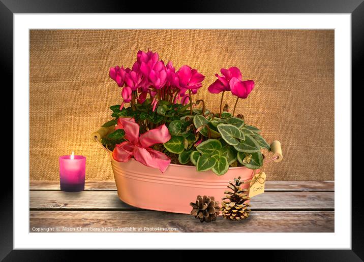 Winter Flower Arrangement  Framed Mounted Print by Alison Chambers