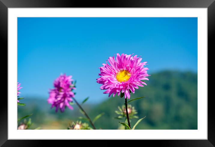 beautiful blossom colorful flower Framed Mounted Print by Ambir Tolang