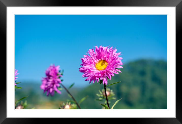beautiful blossom colorful flower Framed Mounted Print by Ambir Tolang