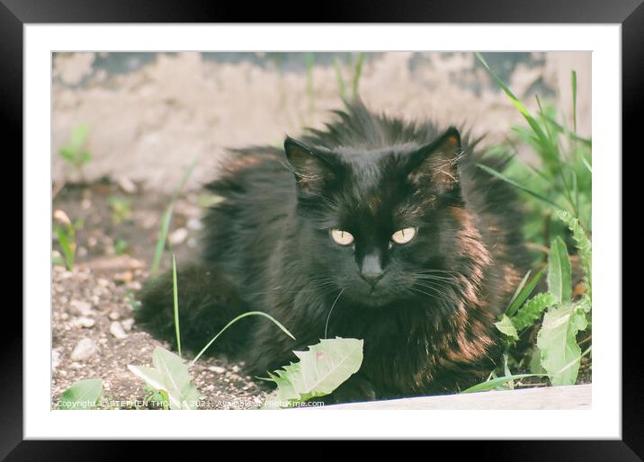 Missy In The Weed Patch Framed Mounted Print by STEPHEN THOMAS