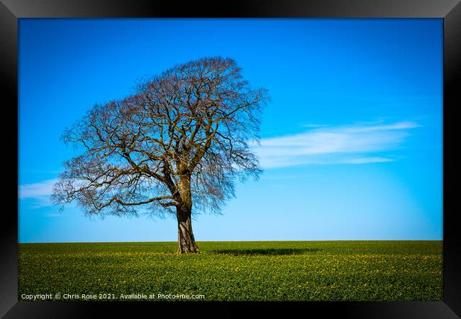 One tree on the horizon landscape Framed Print by Chris Rose
