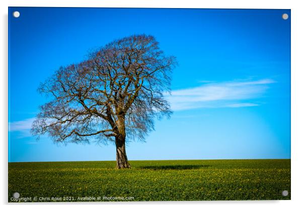 One tree on the horizon landscape Acrylic by Chris Rose