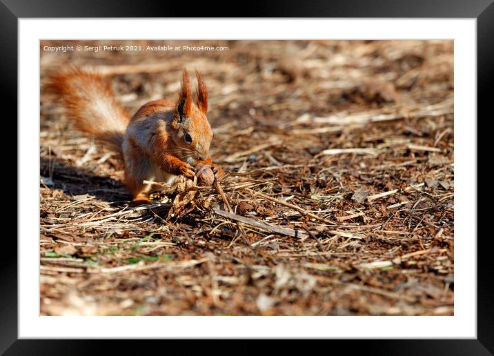 An orange squirrel has found a walnut against the background of a brown forest floor and is holding it in its paws. Framed Mounted Print by Sergii Petruk