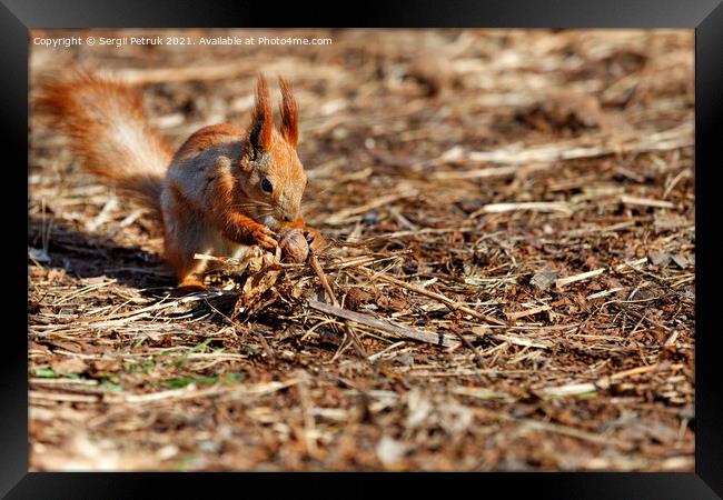 An orange squirrel has found a walnut against the background of a brown forest floor and is holding it in its paws. Framed Print by Sergii Petruk