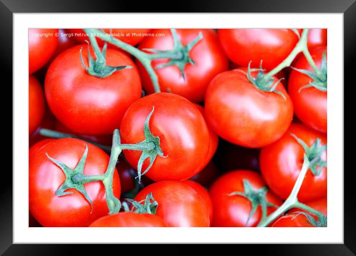 Branches of fresh red tomatoes with green stems close-up. Framed Mounted Print by Sergii Petruk