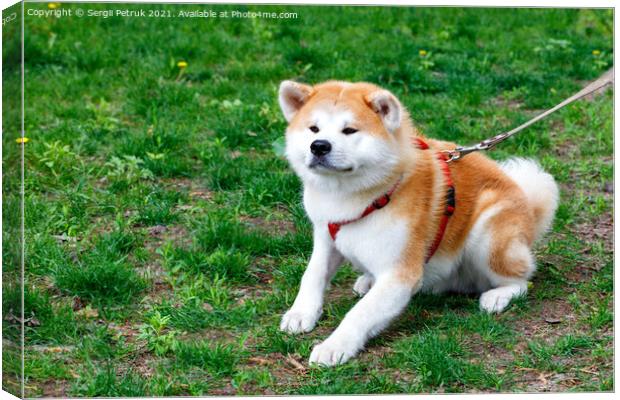 The Japanese breed of dog Akita Inu lies on the background of the green grass of the city lawn. Canvas Print by Sergii Petruk
