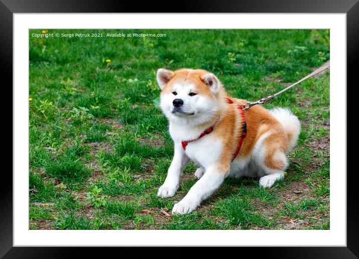 The Japanese breed of dog Akita Inu lies on the background of the green grass of the city lawn. Framed Mounted Print by Sergii Petruk