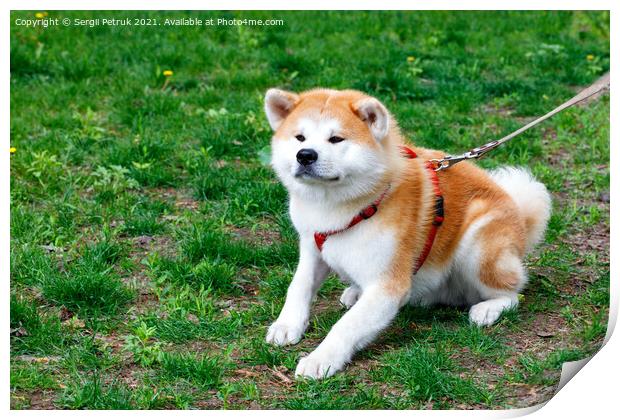 The Japanese breed of dog Akita Inu lies on the background of the green grass of the city lawn. Print by Sergii Petruk