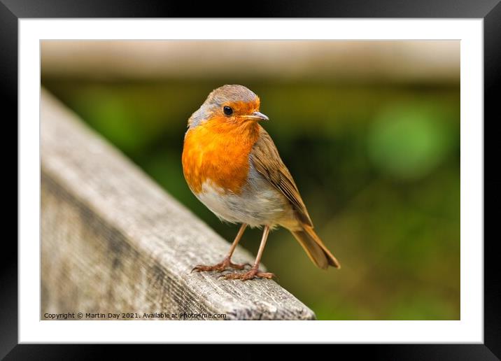 The Cheerful Christmas Robin Framed Mounted Print by Martin Day